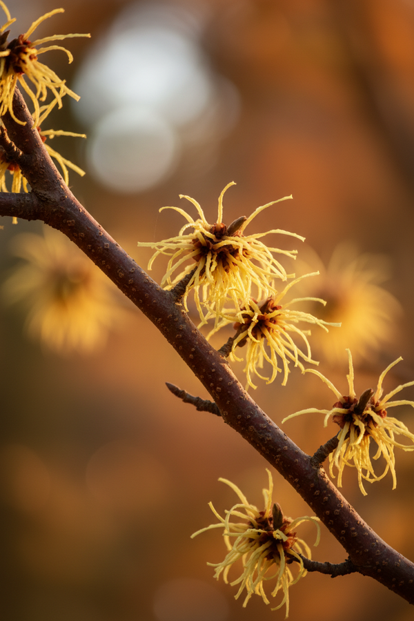 Botanical balance. Witch hazel refreshes and tones without stripping your skin.
